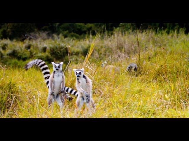 "The Lemur Dance" Featurette - Island of Lemurs: Madagascar