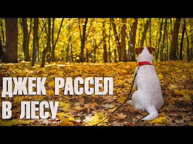 ДЖЕК РАССЕЛ В ЛЕСУ! Наглый мотоциклист. Повстречали белку. Будни Джек Рассел терьера.