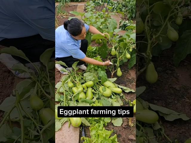 Prune after several harvests  Let The Eggplant Tree Grow New Branches #farming #gardening