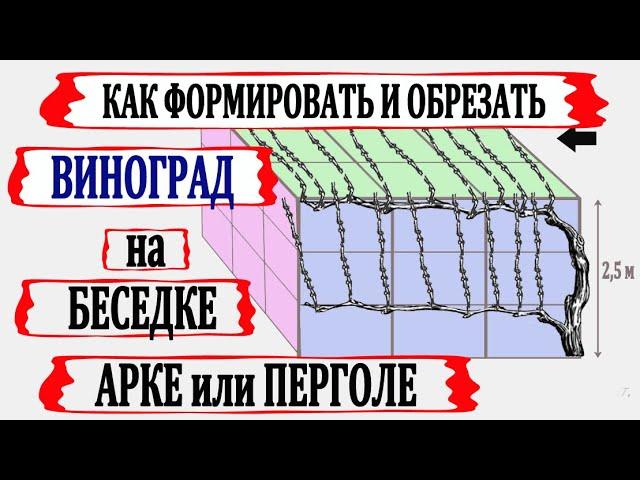  Формировка и обрезка винограда для беседки, арки или перголы.