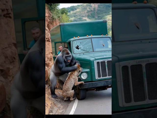 Gorilla vs hyena brutal fight #animals #wildlife #discovery #wildanimals #gorilla