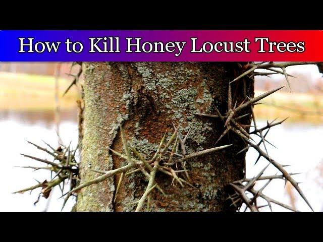 Cutting down Honey Locust and Killing the roots, so I plant beneficial trees