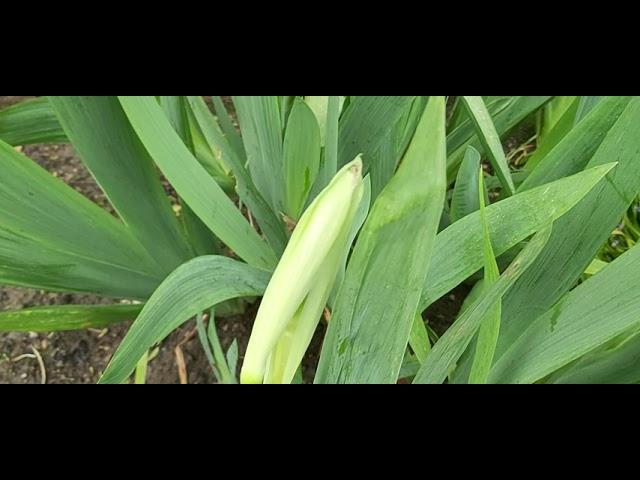 My Beautiful flowers is BloomingGlamorous gladioli plants