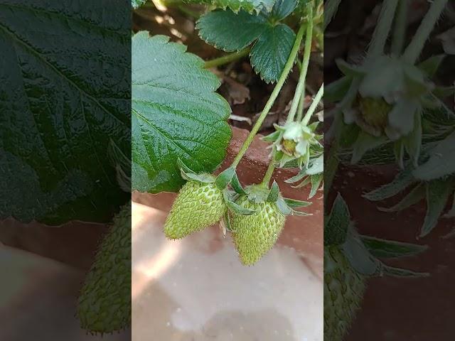  Raw strawberry 