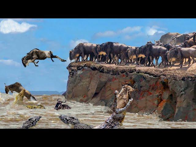 Incredible! The Wildebeest's Dangerous Migration Journey Through Crocodile Swamp | Animal Planet