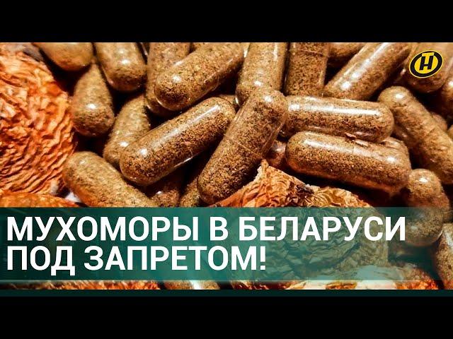 ️ МИКРОДОЗИНГ МУХОМОРОВ все?! В БЕЛАРУСИ ЗАПРЕТИЛИ мухоморы. Мухоморы В КАПСУЛАХ смертельно опасны!