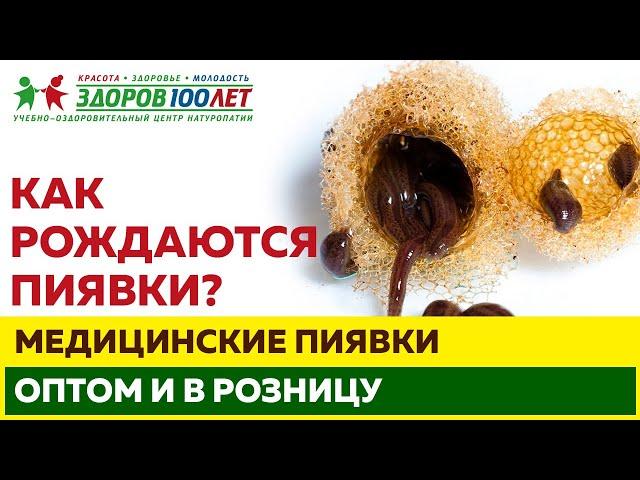 Рождение пиявок. Вот как всё происходит)