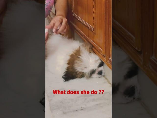 #bruno #cute #pet #dog #comedy #funny #love #shihtzu #shizu #shitzu