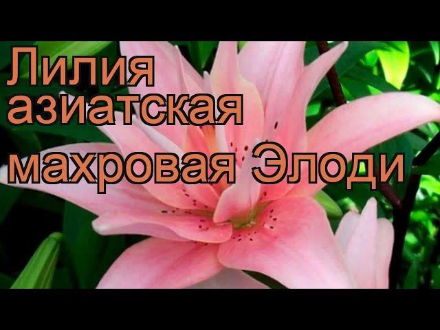 Лилия азиатская махровая Элоди (lilium)  лилия Элоди обзор: как сажать луковицы лилии Элоди