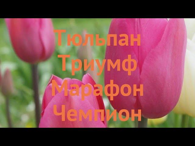 Тюльпан обыкновенный Марафон Чемпион (tulipa)  обзор: как сажать, луковицы тюльпаны Марафон Чемпион