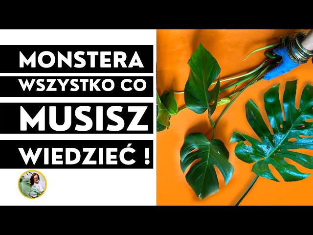 25 wskazówek jak dbać o MONSTERĘ. MONSTERA - pielęgnacja, uprawa, podlewanie, nawożenie, problemy