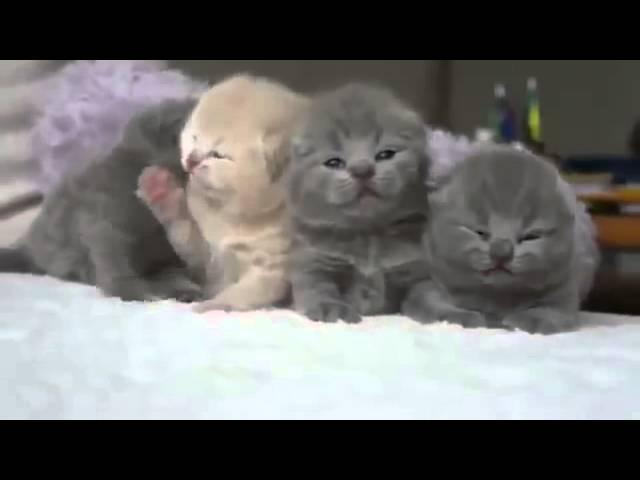 Funny Cat Puppies