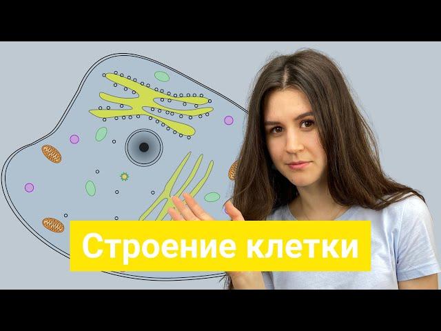 Строение клетки