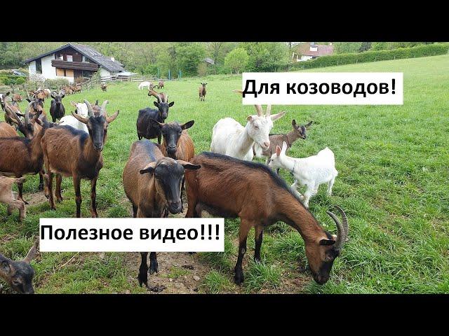 Доим козу без запуска // Молочный камень// Козел съел пакет