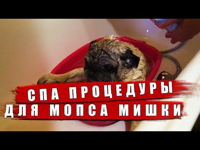 Как мыть мопса. Купаем нашего мопсяшку.