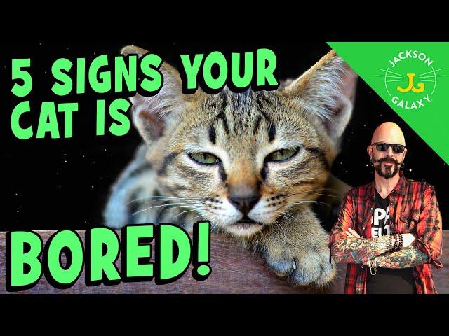 Signs Your Cat is Bored and You Can Fix It!