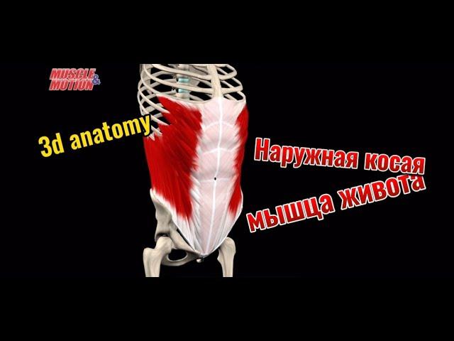 Наружная косая мышца живота. 3d anatomy. MUSCLE MOTION