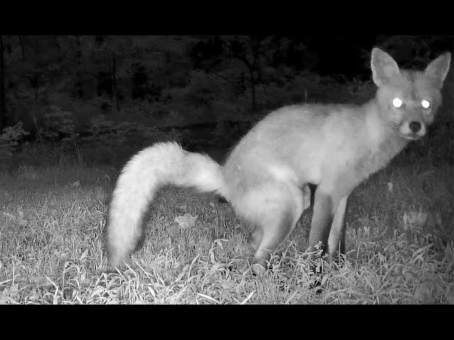 Fox Pooping Multiple Times Caught on Trail Camera