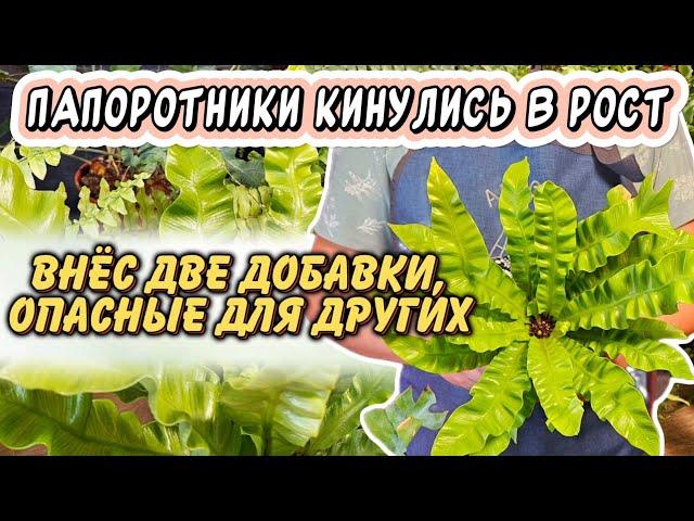 Папоротники перестали гибнуть - изменил 2 вещи: особый уход и 2 добавки, опасные для других растений