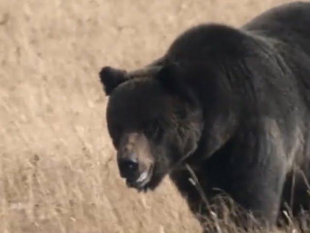 Richard Wilson's Fatal Grizzly Bear Attack