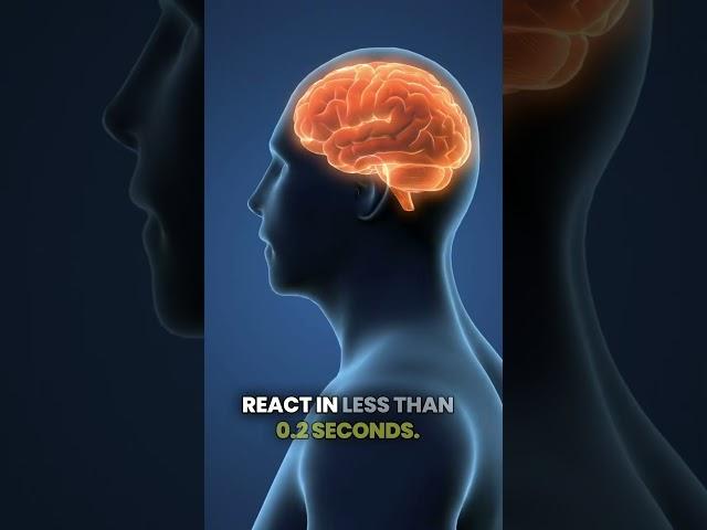 THE HUMAN BRAIN’S AMAZING SPEED | THE NARRATIVE NOOK