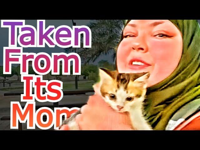 Foodie Beauty Takes Stray Kitten From Its Mother Then Demands Donations For "Community Cat"