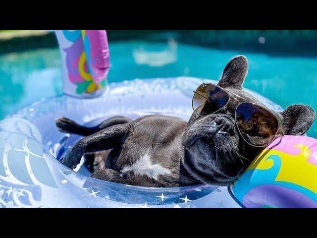 French Bulldogs Funny Moments & Fails Compilation #28 французский бульдог приколы
