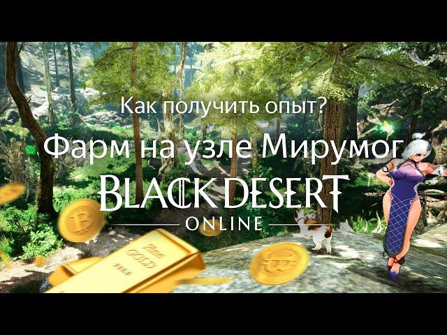 КАК ПОЛУЧИТЬ ОПЫТ В BDO? Фарм на узле Мирумог (опыт) | Black Desert Online