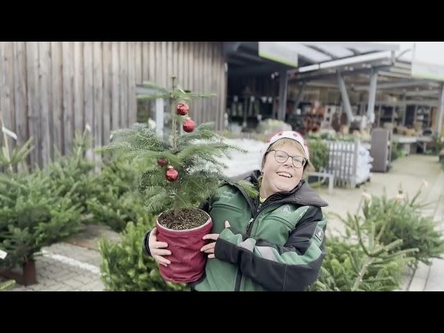 Wie teuer sind Weihnachtsbäume auf Sylt?