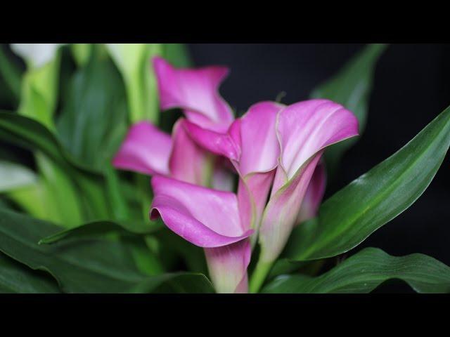 Zantedeschia cultivars - Calla, Kalla, Calla Lily