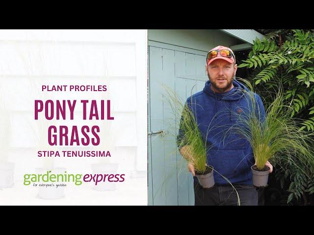 Plant Profile - Stipa tenuissima / Pony Tail Grass - Gardening Express