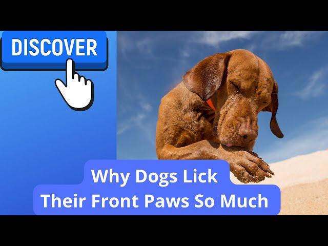 4 Reasons Dogs Lick Their Front Paws/Legs