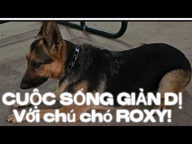 CHUYỆN ĐỜI THƯỜNG |  Dạo biển với Roxy