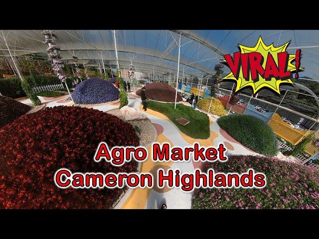 Agro Market, Cameron Highlands, Pahang (Tempat Baru dan Viral)