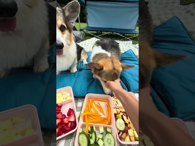 This is why my corgi's nickname is "Pig"