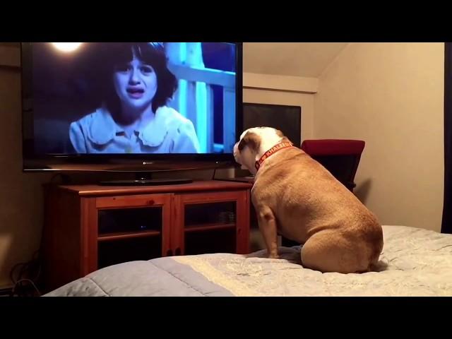 Bulldog watches a horror movie, does something INCREDIBLE during scary scene