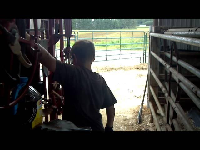 How a young boy hoof trims his cows