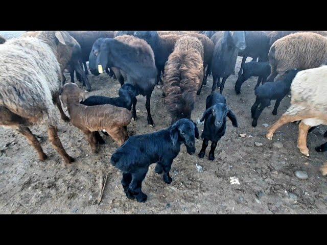 ЯНГИ ВИДЕО. КАРШИ МОЛ БОЗОРИ НАРХЛАРИ 2022 QARSHI MOL BOZORI NARXLARI