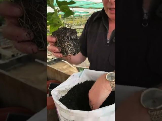 Planting straight into soil bags with Julian Odering