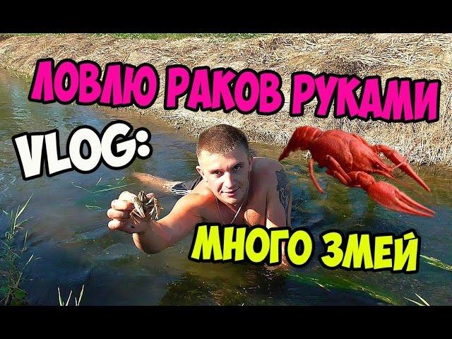 VLOG: ЛОВЛЮ РАКОВ РУКАМИ! МНОГО ЗМЕЙ! / Виталий Зеленый