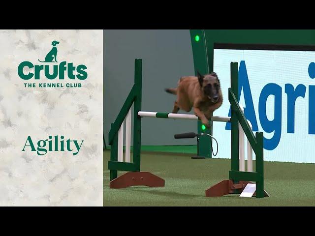 Agility -  Championship - Large Part 1 (Agility) | ​Crufts 2024