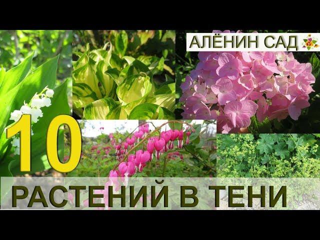 10 лучших многолетников для тени в саду