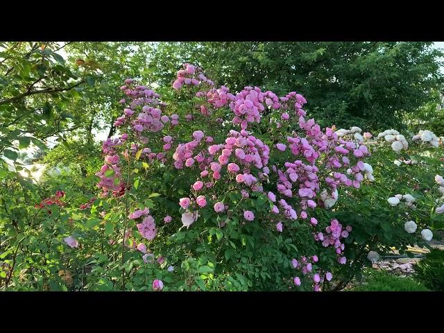 Роза Хевенли Пинк/ Heavenly Pink