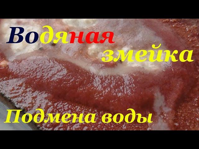 Аулофорус Подмена воды Выращивание аулофоруса Аулофорус содержание