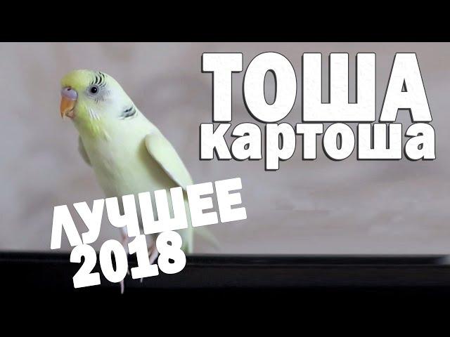  Весёлое пение волнистого попугая Тоши  #ТОШАКАРТОША 2