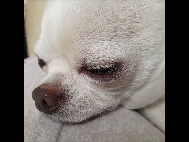 A little sleepy boy  #animalsanctuary #chihuahua