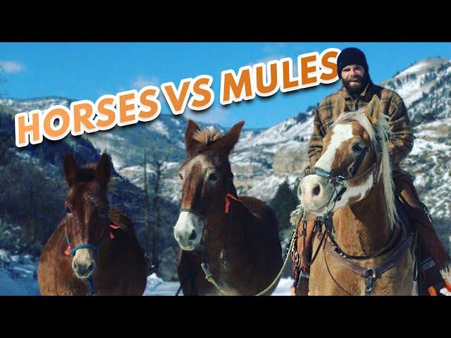 Mules Are WAY BETTER THAN HORSES - An Outfitter's Perspective