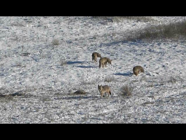 Coyote Hunting Suppressed COYOTES EVERYWHERE! (2024)