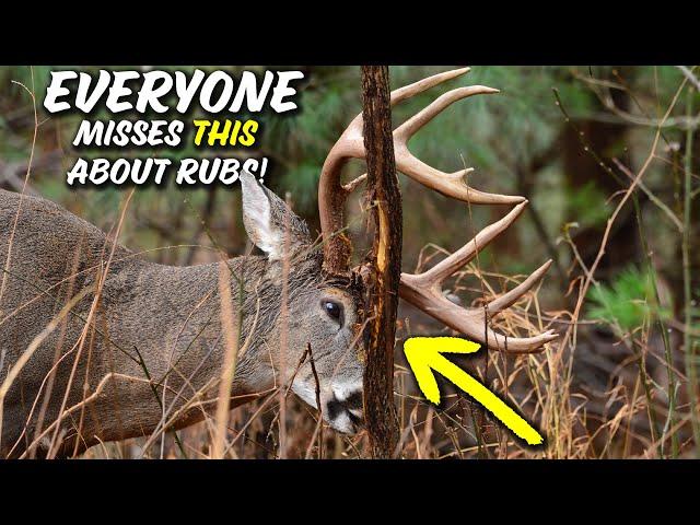 How Bucks REVEAL their RUT LOOP with Rubs!