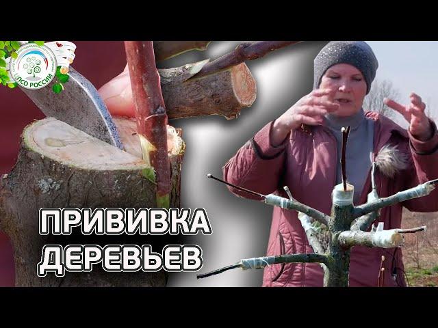 ПРИВИВКА ДЕРЕВЬЕВ ВЕСНОЙ. Как прививать деревья. (в расщеп | в приклад | в боковой зарез) Чать 2